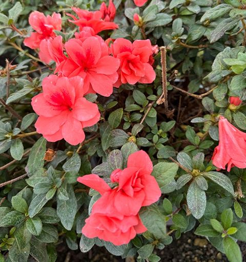 Coral azalea in bloom