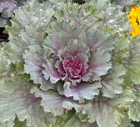 Ornamental kale