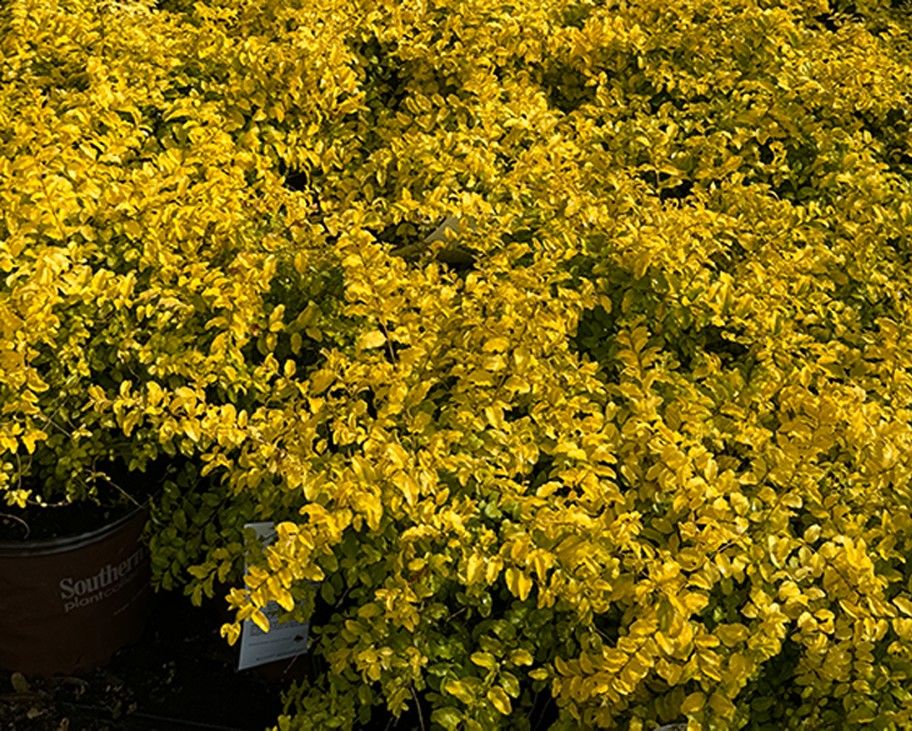 Sunshine ligustrum in containers