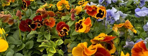 Orange and purple pansies