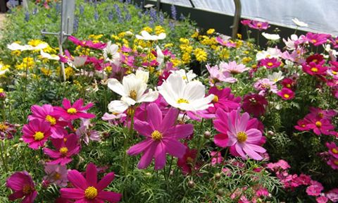 Colorful annual flowers in the greenhouse