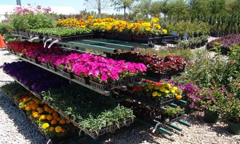Flats of annuals on greenhouse benches