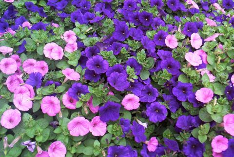 Pink and purple flowering begonias