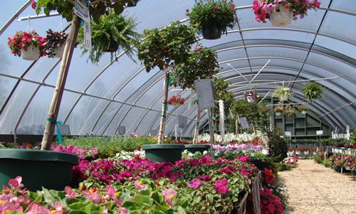 Hanging baskets inside a Landscape Source greenhouse