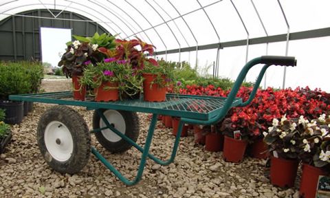 Wheelbarrow and plant flats inside a greenhouse