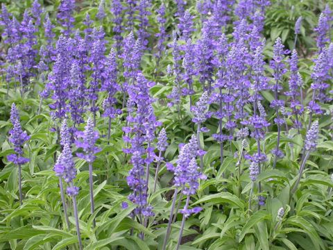 Victoria Blue salvia in bloom