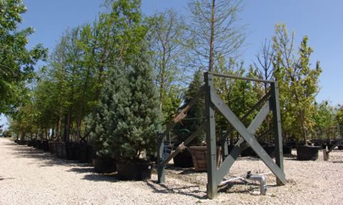 Container trees staked in the tree yard