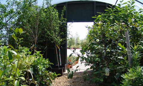 Container trees in the tree yard