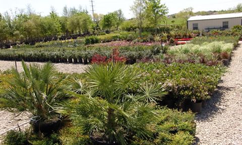 Rows of container shrubs at the nursery