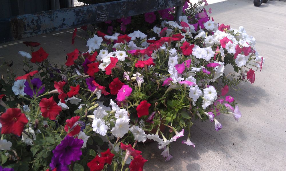 Petunias in the greenhouse