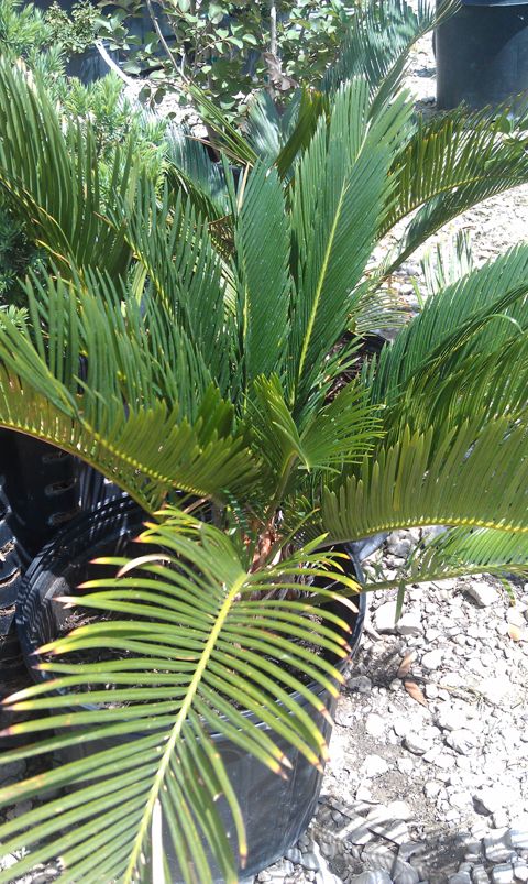 Sago palm