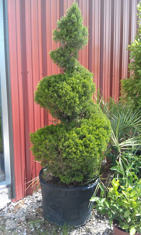 Spiral juniper topiary