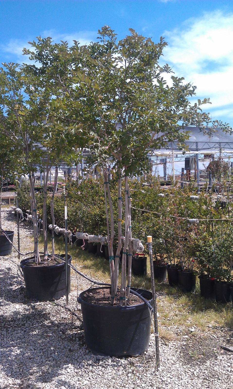 Staked container trees in the tree yard