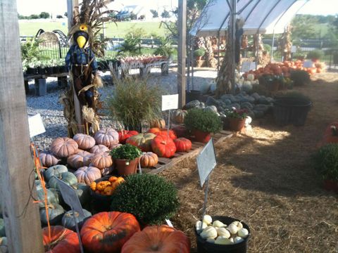 A giant pumpkin on straw (fall 2013)