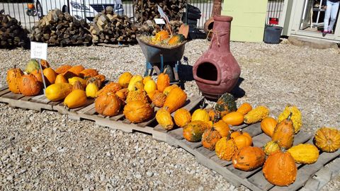 Gourds