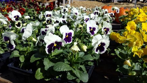 Pansies in bloom (fall 2013)